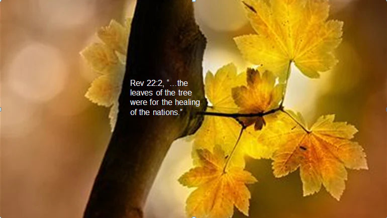09 (10, 11 & 12 September 2026) Online Preparation for Personal Healing and Restoration Ministry Course