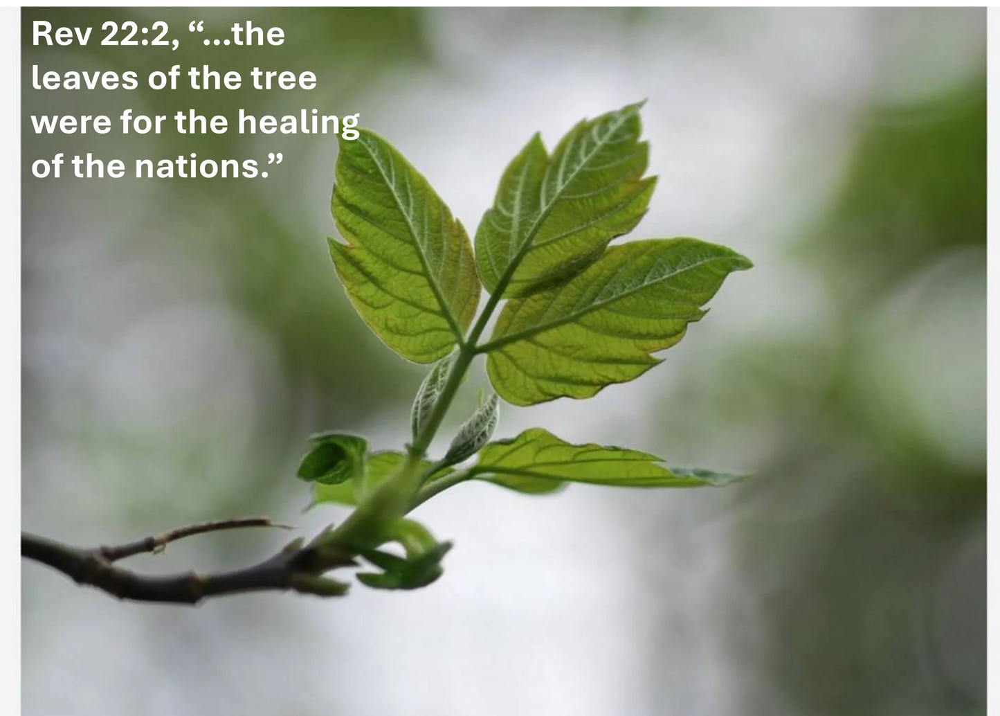 03 (5, 6 & 7 March 2026) Online Preparation for Personal Healing and Restoration Ministry Course