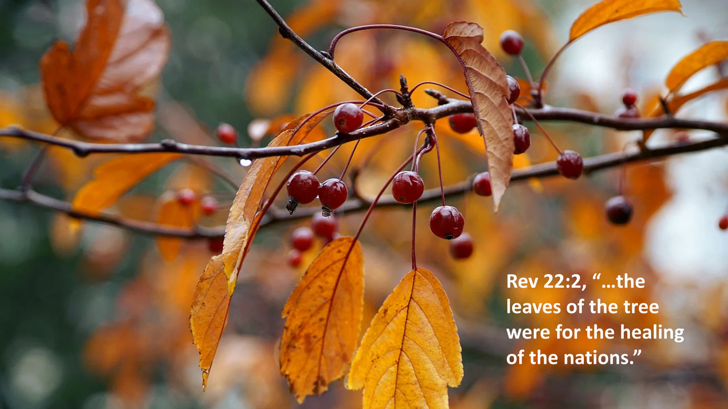 11 (12, 13 & 14 November 2026) Online Preparation for Personal Healing and Restoration Ministry Course